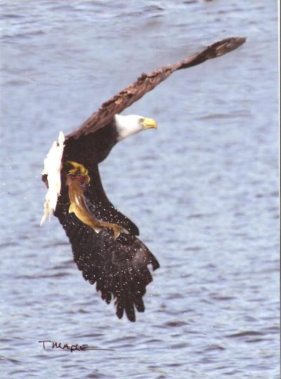 Walleye fishing Bald Eagle taken by Tom Maple, Illinois